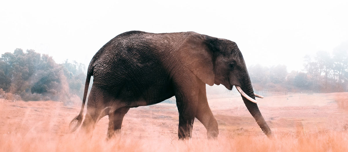 品牌策略全案設(shè)計(jì) 品牌策略全案設(shè)計(jì)