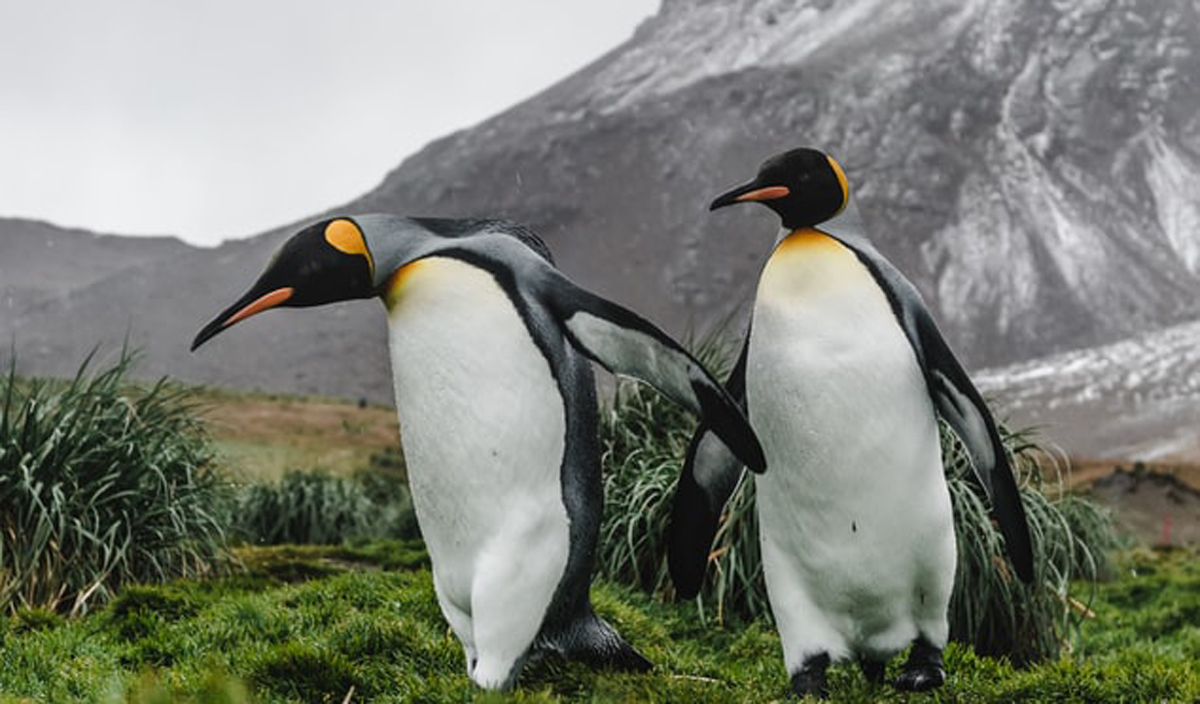 品牌策略全案設(shè)計(jì) 品牌策略全案設(shè)計(jì)